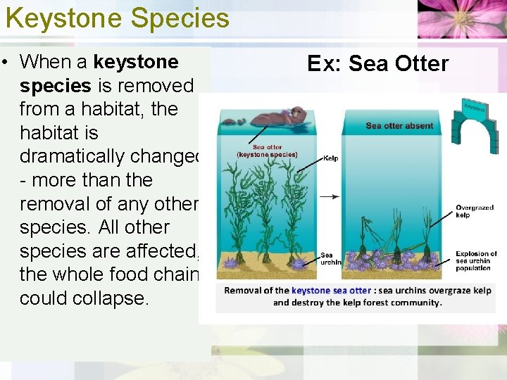 Keystone Species • When a keystone species is removed from a habitat, the habitat
