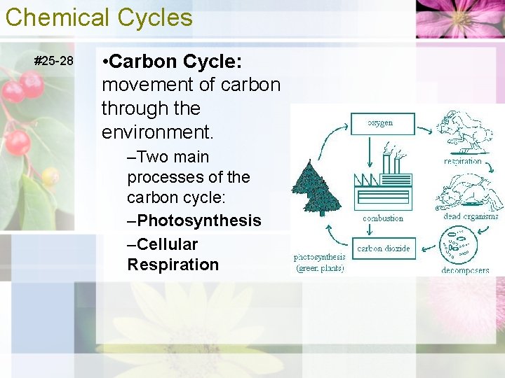 Chemical Cycles #25 -28 • Carbon Cycle: movement of carbon through the environment. –Two