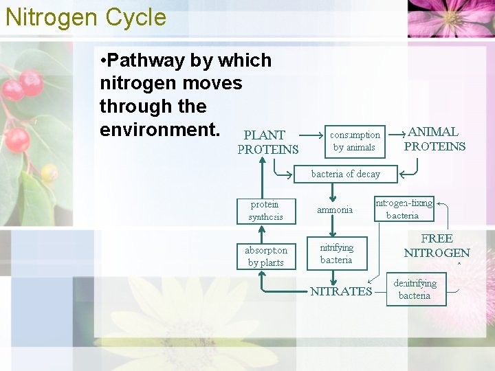 Nitrogen Cycle • Pathway by which nitrogen moves through the environment. 