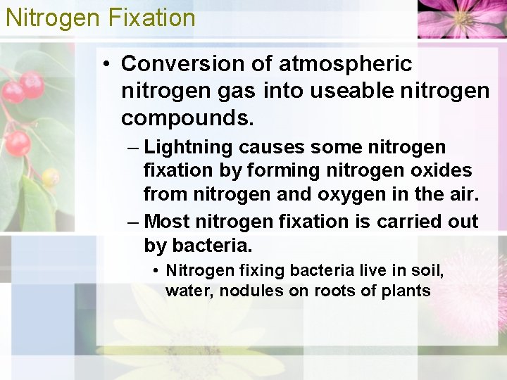 Nitrogen Fixation • Conversion of atmospheric nitrogen gas into useable nitrogen compounds. – Lightning