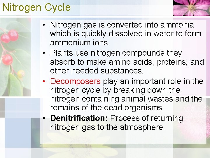 Nitrogen Cycle • Nitrogen gas is converted into ammonia which is quickly dissolved in