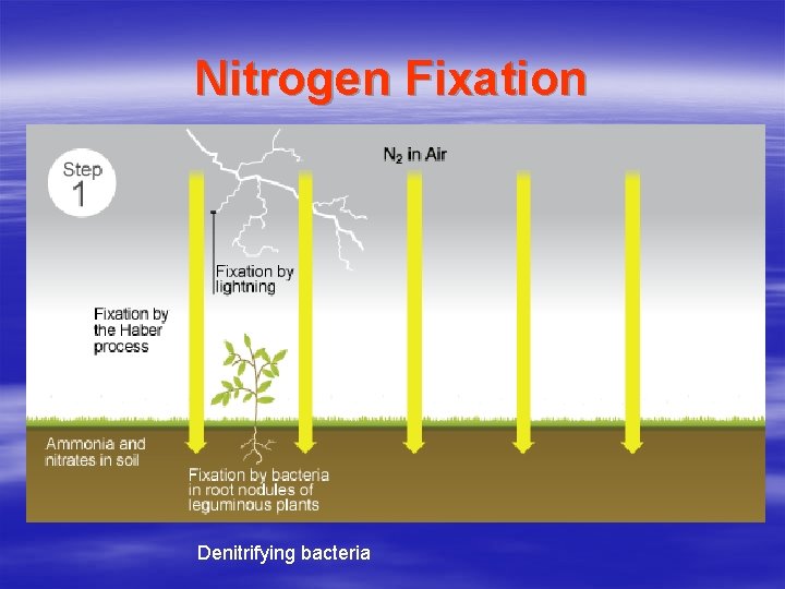 Nitrogen Fixation Denitrifying bacteria 