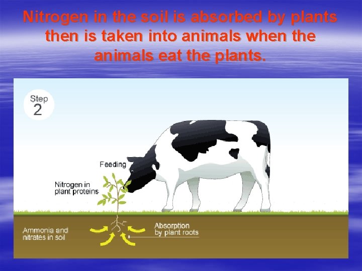 Nitrogen in the soil is absorbed by plants then is taken into animals when