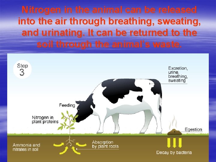 Nitrogen in the animal can be released into the air through breathing, sweating, and