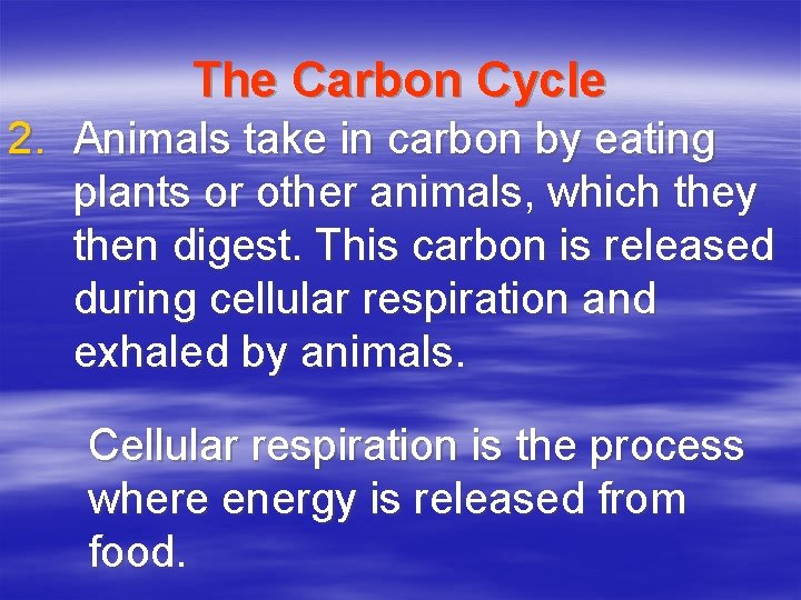 The Carbon Cycle 2. Animals take in carbon by eating plants or other animals,