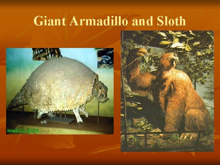 Giant Armadillo and Sloth 