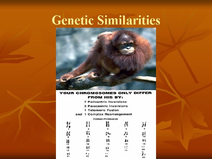 Genetic Similarities 