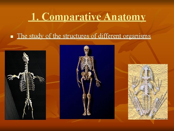 1. Comparative Anatomy n The study of the structures of different organisms 
