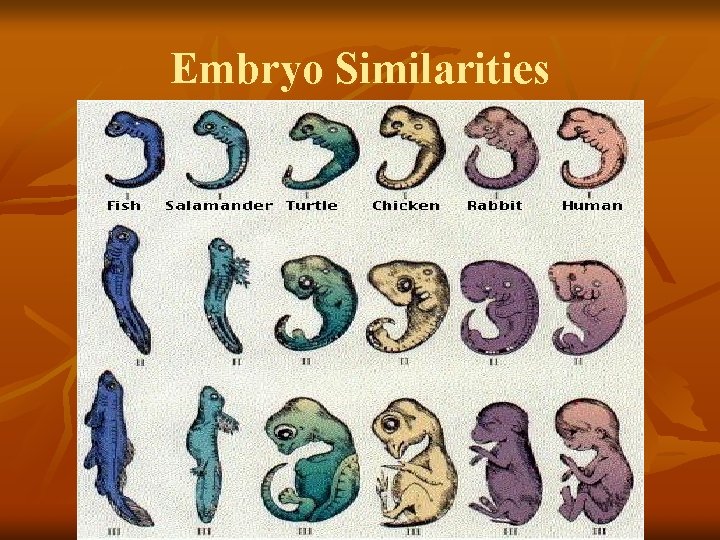 Embryo Similarities 
