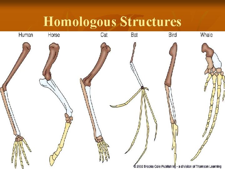 Homologous Structures 