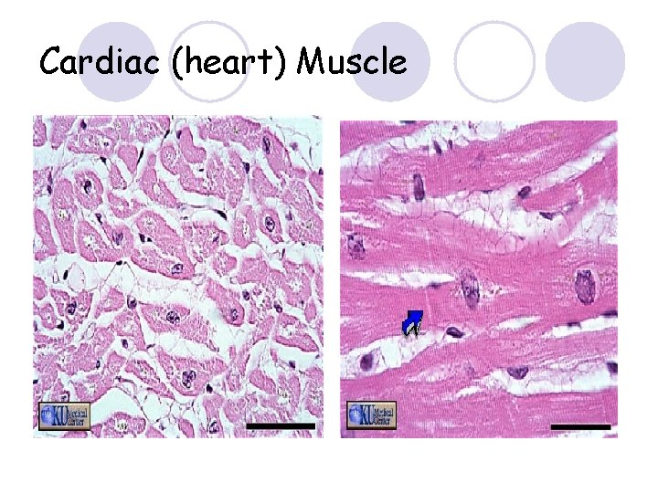 Cardiac (heart) Muscle 
