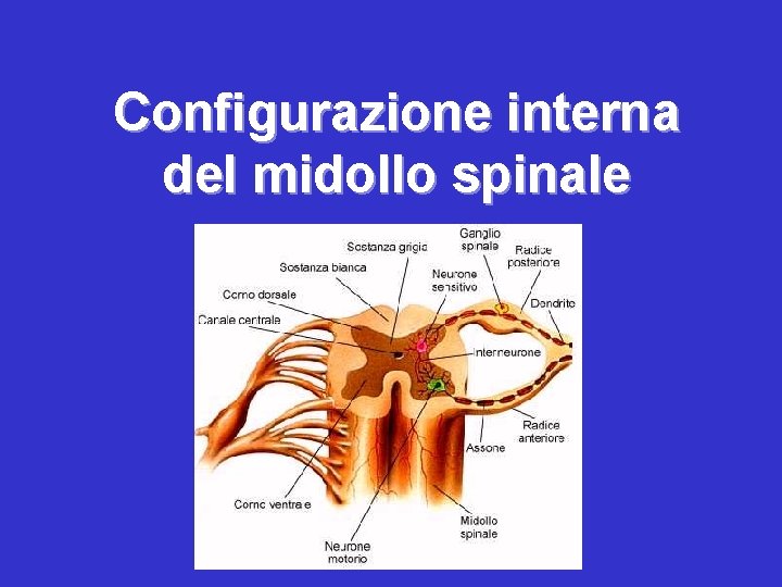 Configurazione interna del midollo spinale 