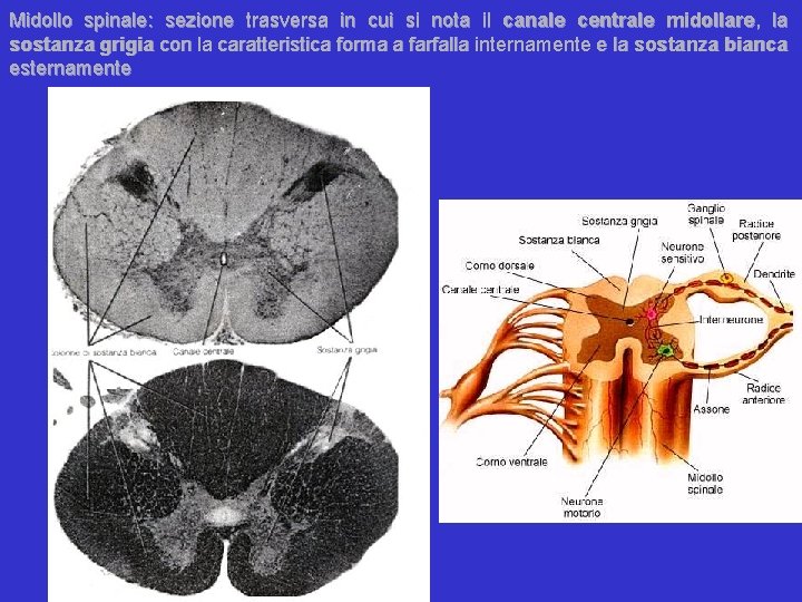 Midollo spinale: sezione trasversa in cui si nota il canale centrale midollare, la sostanza