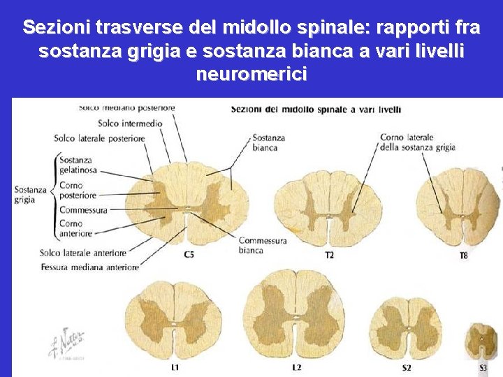 Sezioni trasverse del midollo spinale: rapporti fra sostanza grigia e sostanza bianca a vari