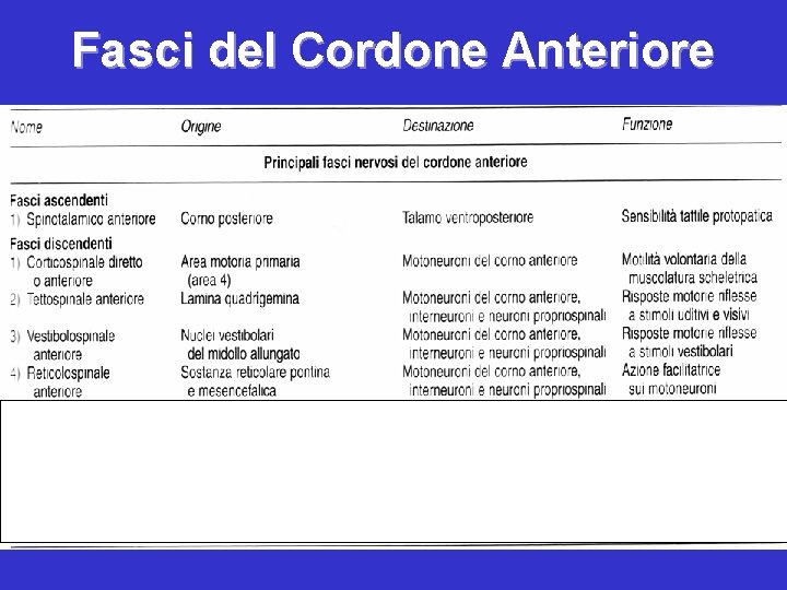 Fasci del Cordone Anteriore 