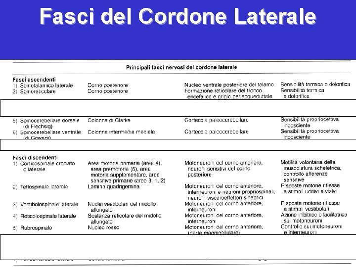 Fasci del Cordone Laterale 