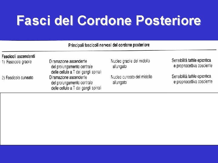 Fasci del Cordone Posteriore 