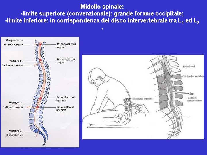 Midollo spinale: -limite superiore (convenzionale): grande forame occipitale; -limite inferiore: in corrispondenza del disco