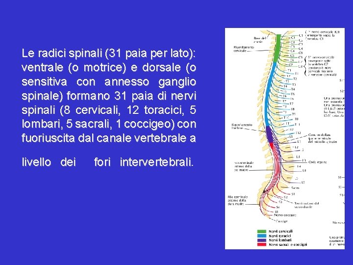 Le radici spinali (31 paia per lato): ventrale (o motrice) e dorsale (o sensitiva