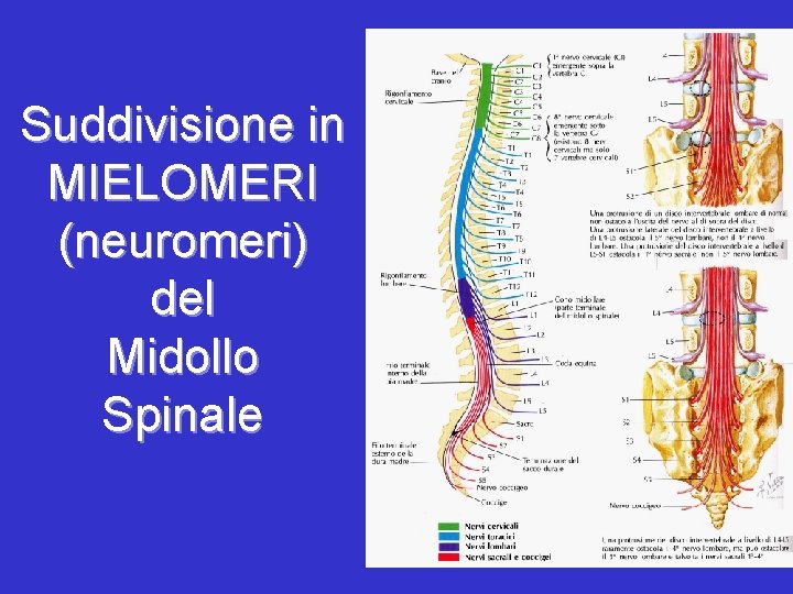 Suddivisione in MIELOMERI (neuromeri) del Midollo Spinale 