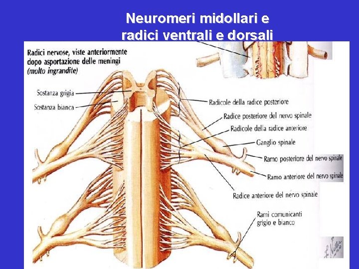 Neuromeri midollari e radici ventrali e dorsali 