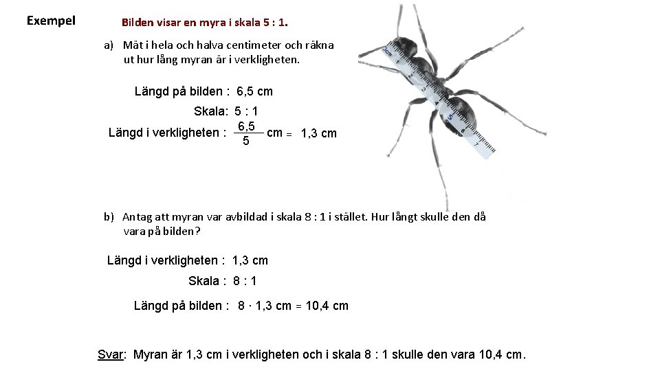 Exempel Bilden visar en myra i skala 5 : 1. a) Mät i hela