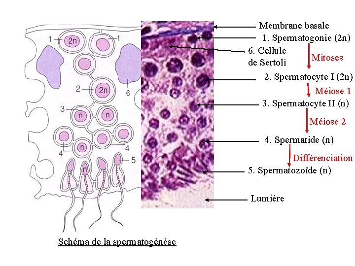 Membrane basale 1. Spermatogonie (2 n) 6. Cellule Mitoses de Sertoli 2. Spermatocyte I