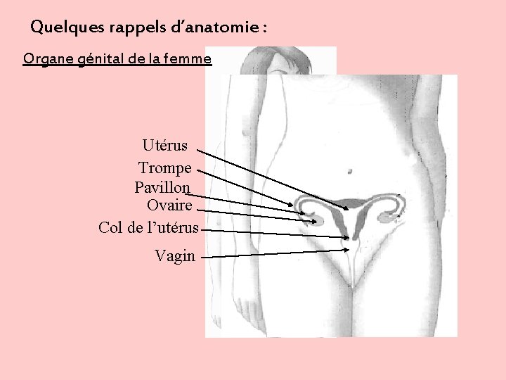 Quelques rappels d’anatomie : Organe génital de la femme Utérus Trompe Pavillon Ovaire Col