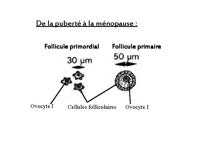 De la puberté à la ménopause : Follicule primordial Ovocyte I Follicule primaire Cellules