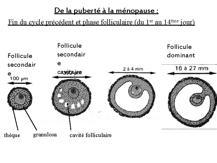 De la puberté à la ménopause : Fin du cycle précédent et phase folliculaire