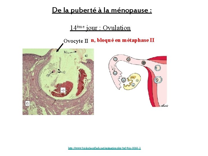 De la puberté à la ménopause : 14ème jour : Ovulation Ovocyte II n,
