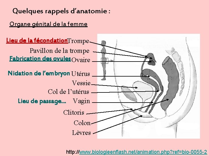 Quelques rappels d’anatomie : Organe génital de la femme Lieu de la fécondation. Trompe