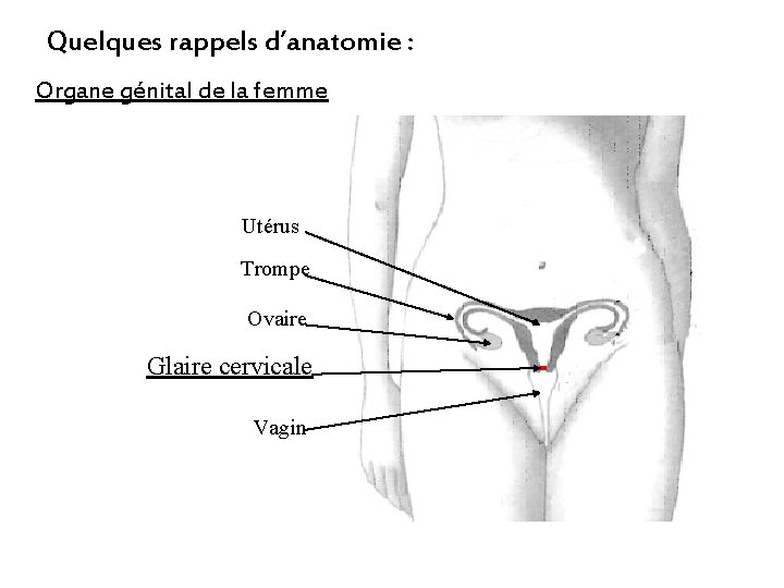 Quelques rappels d’anatomie : Organe génital de la femme Utérus Trompe Ovaire Glaire cervicale