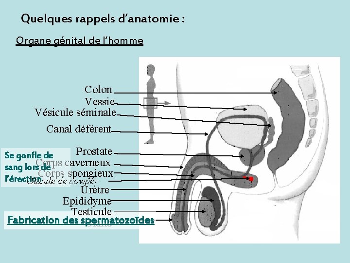 Quelques rappels d’anatomie : Organe génital de l’homme Colon Vessie Vésicule séminale Canal déférent