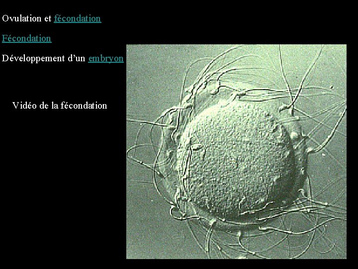 Ovulation et fécondation Fécondation Développement d’un embryon Vidéo de la fécondation 