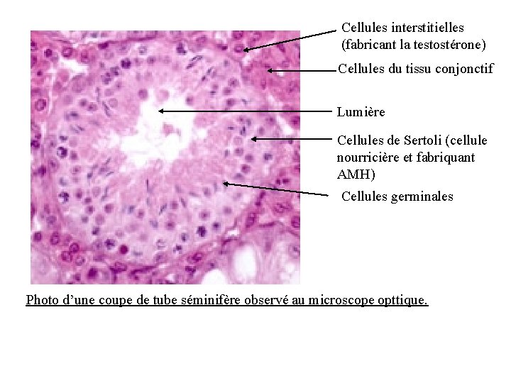 Cellules interstitielles (fabricant la testostérone) Cellules du tissu conjonctif Lumière Cellules de Sertoli (cellule