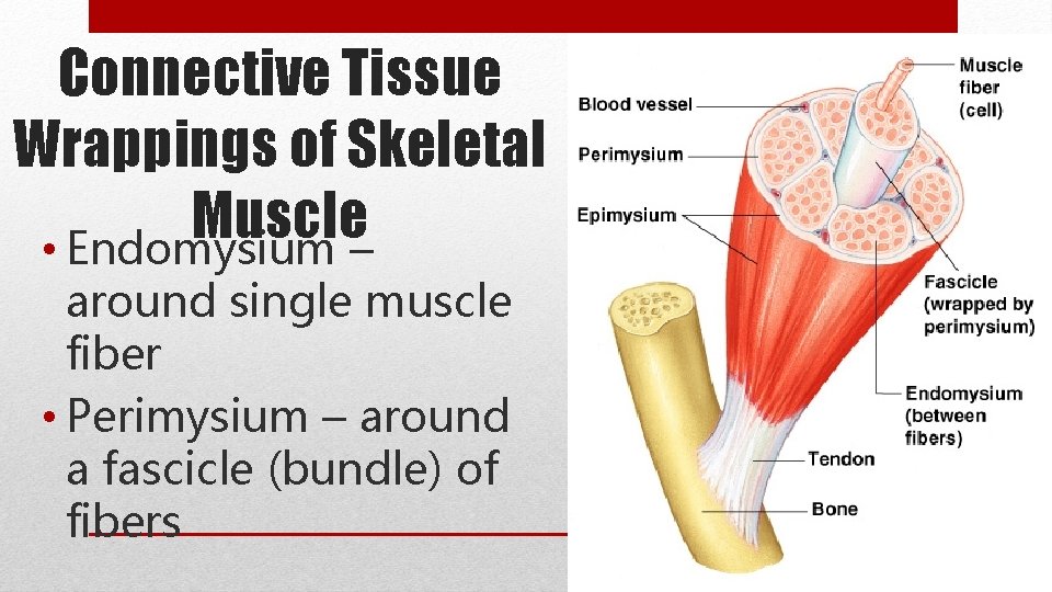 Connective Tissue Wrappings of Skeletal Muscle • Endomysium – around single muscle fiber •