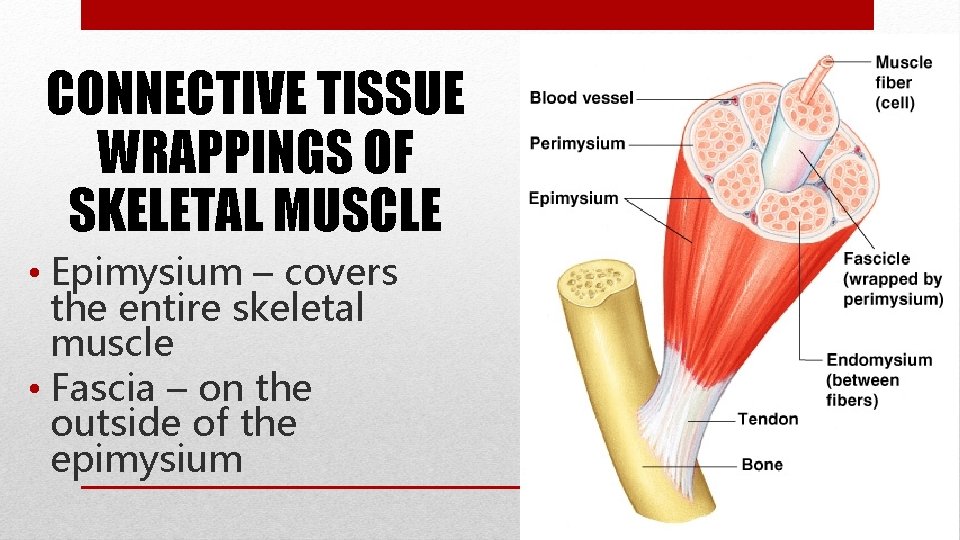 CONNECTIVE TISSUE WRAPPINGS OF SKELETAL MUSCLE • Epimysium – covers the entire skeletal muscle