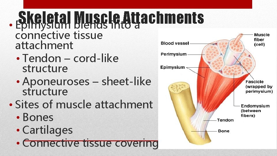 Skeletal Muscle Attachments • Epimysium blends into a connective tissue attachment • Tendon –