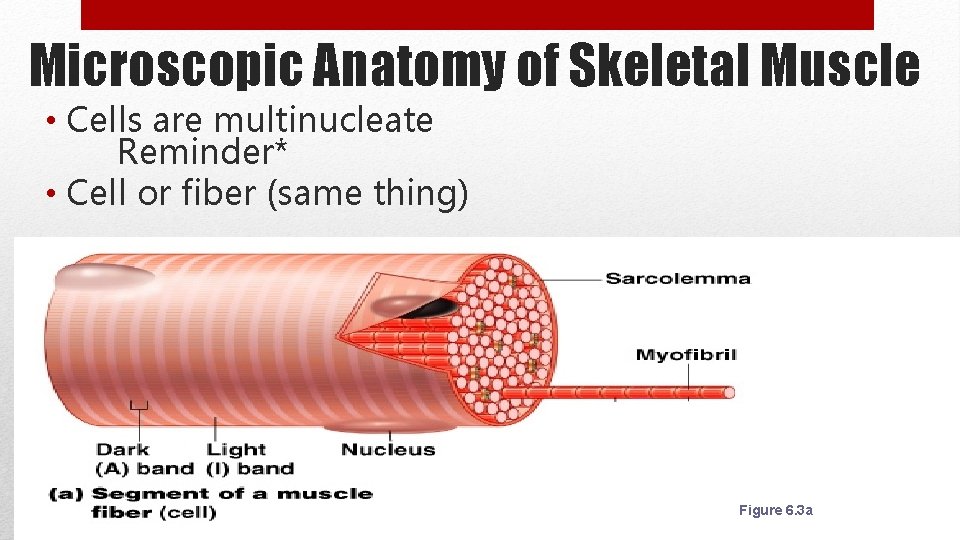 Microscopic Anatomy of Skeletal Muscle • Cells are multinucleate Reminder* • Cell or fiber