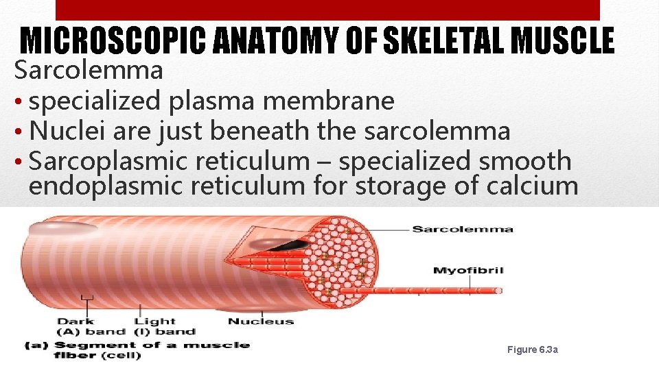 MICROSCOPIC ANATOMY OF SKELETAL MUSCLE Sarcolemma • specialized plasma membrane • Nuclei are just