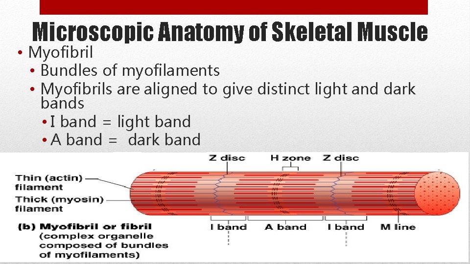 Microscopic Anatomy of Skeletal Muscle • Myofibril • Bundles of myofilaments • Myofibrils are