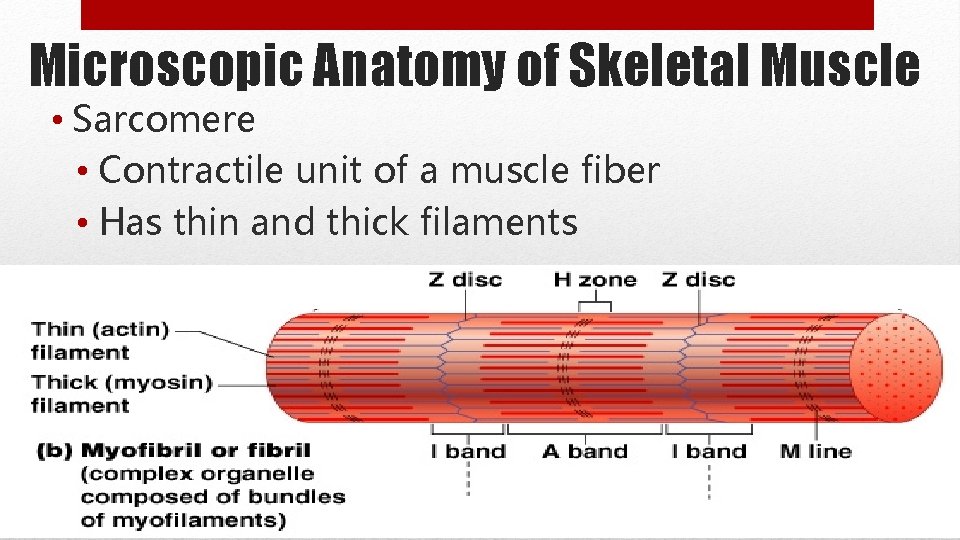Microscopic Anatomy of Skeletal Muscle • Sarcomere • Contractile unit of a muscle fiber