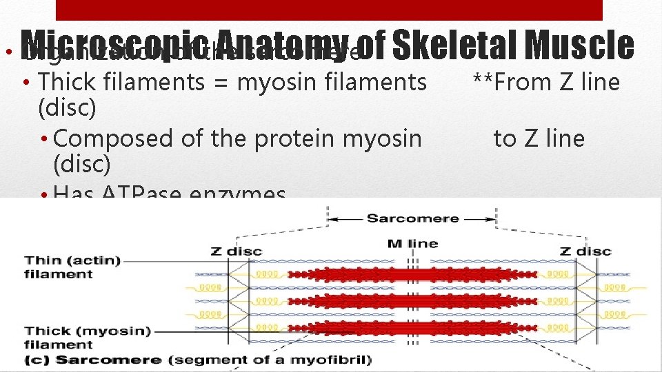 Anatomy • Microscopic Organization of the sarcomereof Skeletal Muscle • Thick filaments = myosin