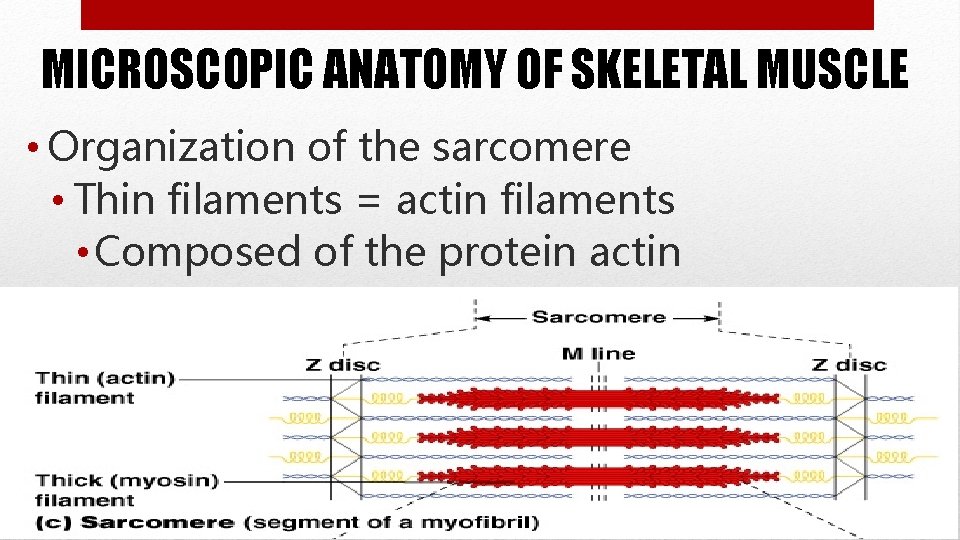 MICROSCOPIC ANATOMY OF SKELETAL MUSCLE • Organization of the sarcomere • Thin filaments =