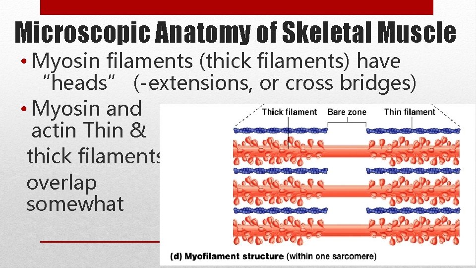 Microscopic Anatomy of Skeletal Muscle • Myosin filaments (thick filaments) have “heads” (-extensions, or