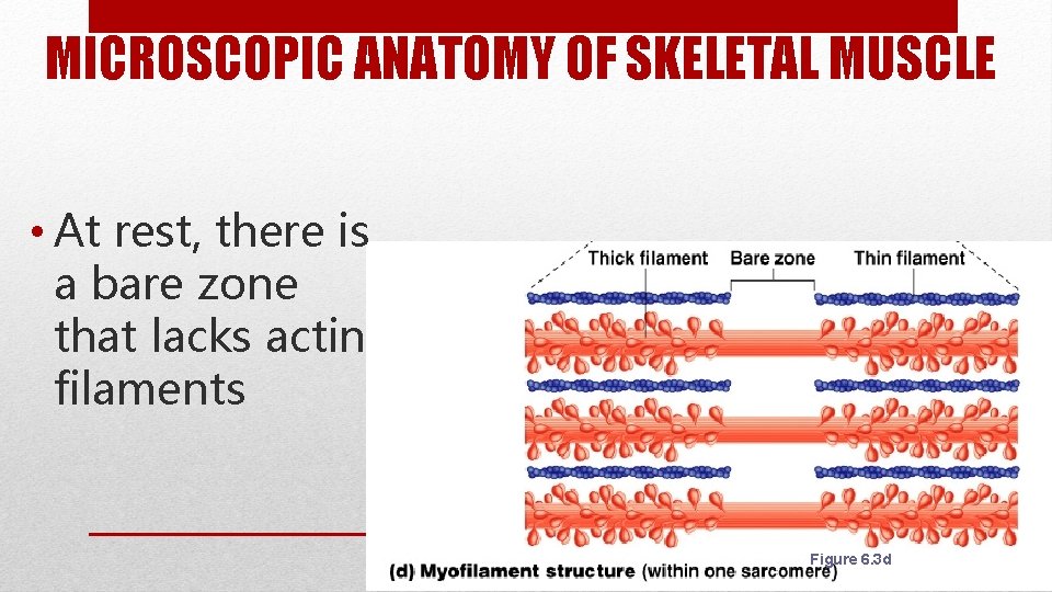MICROSCOPIC ANATOMY OF SKELETAL MUSCLE • At rest, there is a bare zone that