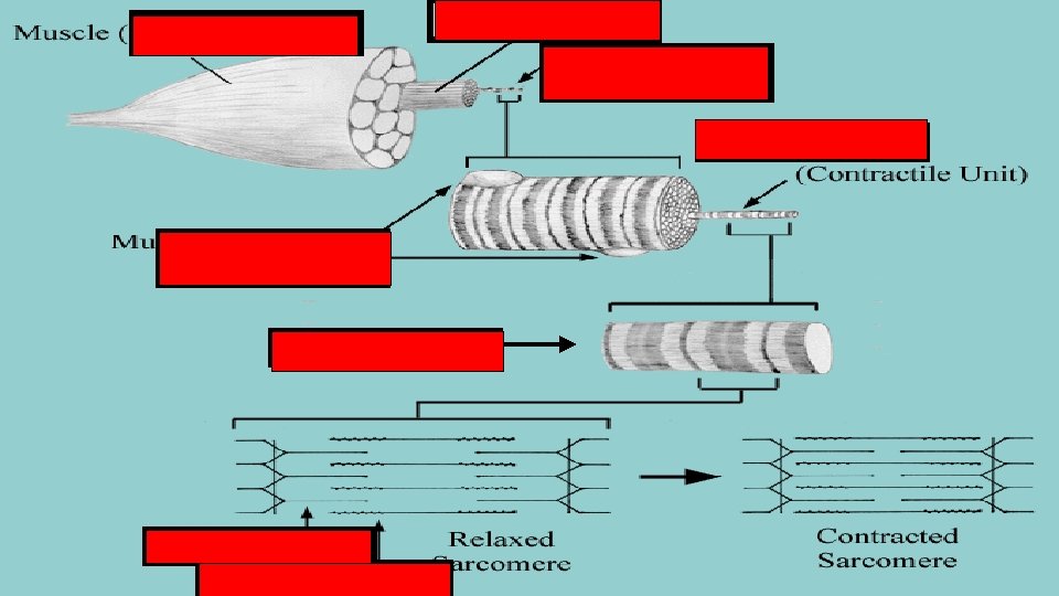 Fascicle Muscle (organ) Muscle Fiber (cell) Myofibril Muscle Fiber (with many nuclei) Sarcomere Thin