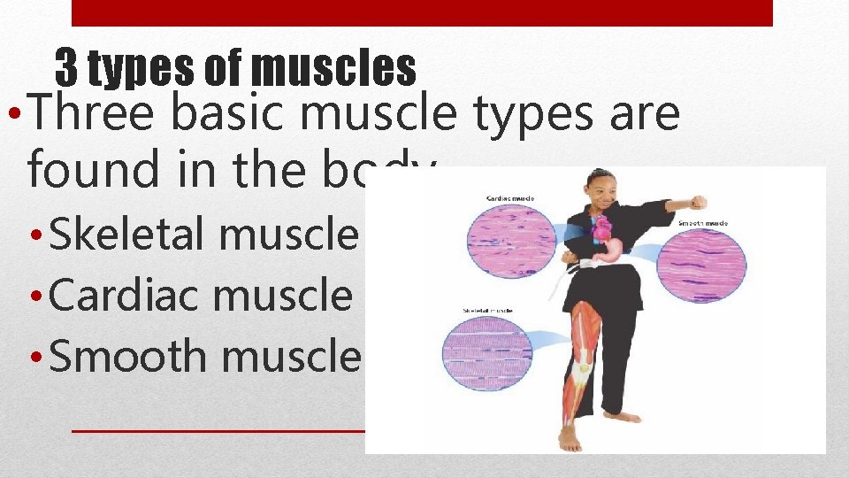 3 types of muscles • Three basic muscle types are found in the body
