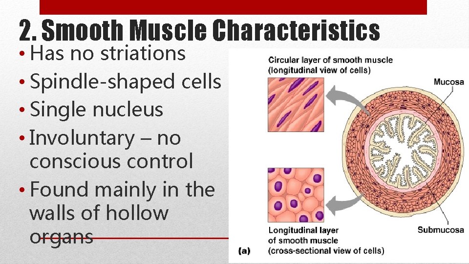 2. Smooth Muscle Characteristics • Has no striations • Spindle-shaped cells • Single nucleus